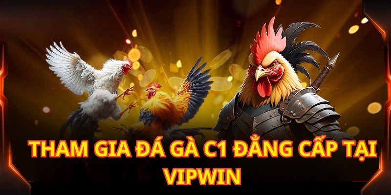 Tham gia ngay đá gà C1 tại Vipwin đầy hấp dẫn