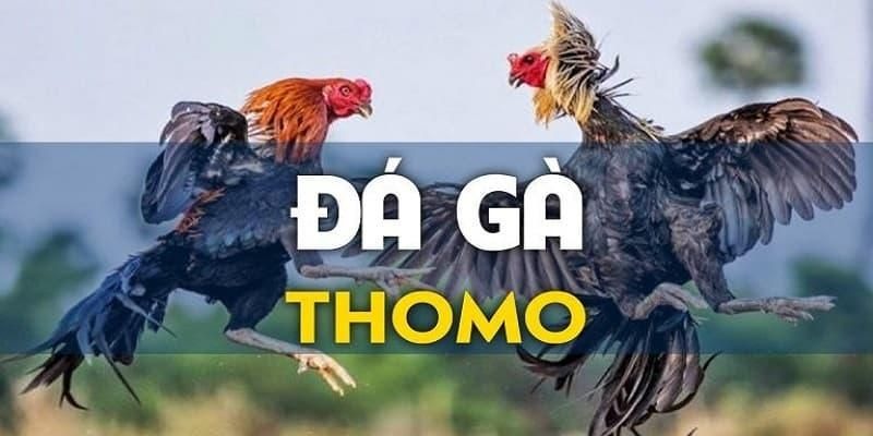 Đá Gà Thomo - Hình Thức Chơi Hấp Dẫn Và Mẹo Cược Chuẩn