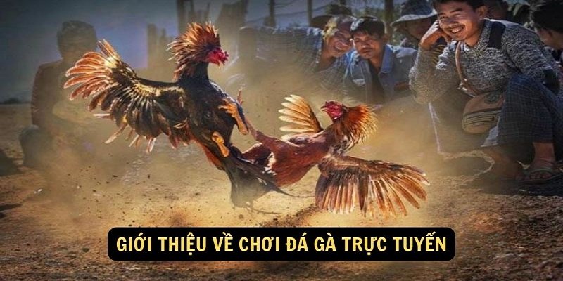 Đá gà Vipwin sẽ hỗ trợ người chơi kiếm tiền hiệu quả